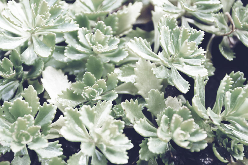 Lovely_Succulents_02